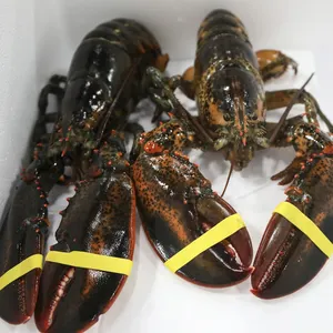 Wholesale Good Quality Canadian Lobster for Export