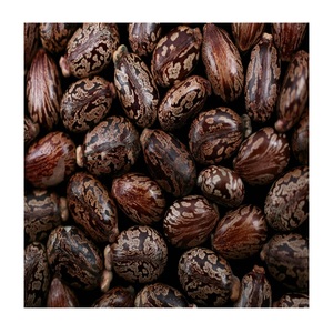 Graines de ricin, - Product Image 5