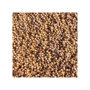 Granos de sorgo asequibles para la industria alimentaria y aplicaciones agrícolas - Product Image 6