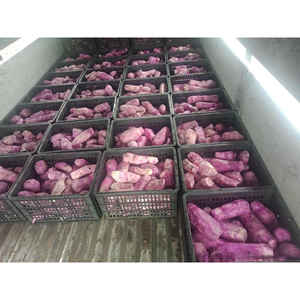 Ñame púrpura congelado de alta calidad y ñame blanco GRADO DE EXPORTACIÓN DE Vietnam corte limpio embalado para pedidos minoristas B2B y OEM - Product Image 3