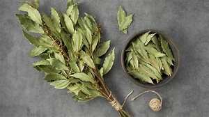 Hojas de Laurel secadas al sol para aplicaciones de hierbas orgánicas de refuerzo inmunológico - Product Image 3