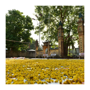 Flores secas de manzanilla de primera calidad: cultivadas bajo el sol en Vietnam, ideales para los mercados de té de hierbas de alta gama - Product Image 2