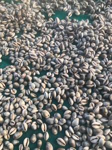 Conchas de Cauri al por Mayor, Varios Tipos de Conchas Marinas Naturales para Artesanía y Joyería de Vietnam - Product Image 3