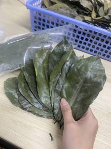 Guanábana seca natural deja un producto de protección de la salud 100% natural de VIETNAM - Product Image 3