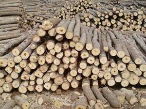 Paquetes de leña de roble seco a la venta/650 caja de leña de roble seca al horno Jumbo - Product Image 3