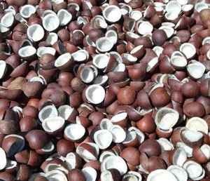 Noix de coco séchées naturelles en vrac, fournisseur en gros, exportateur, directement de l'usine, pour la transformation des ingrédients et la distribution au détail - Product Image 1