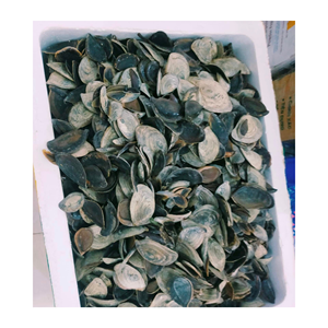 Operculum Murex / Lambis Operculum de Primera Calidad para Perfumes / Triton Murex Operculum Seco en Vietnam - Product Image 2