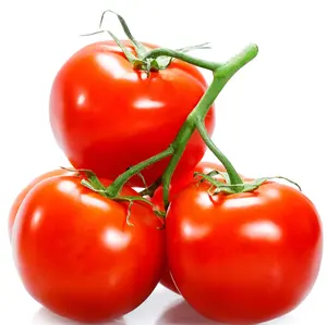 2021 최고의 가격 도매 신선한 토마토/최신 작물 신선한 토마토 수출