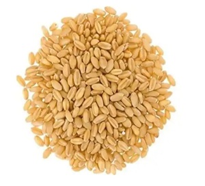 Grano de Trigo a Granel en Venta, Grano de Trigo Fresco de Alta Calidad, Ideal para Venta al por Mayor, Minorista y Uso Agrícola a Nivel Mundial - Product Image 2