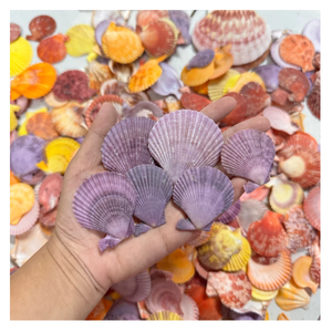 Conchas pequeñas decorativas de 2-3cm para bodas en la playa, tarros de velas y baratijas de decoración hecha a mano de Vietnam - Product Image 2