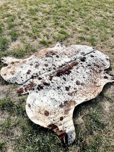 Raw <b>Wet</b> Salted Cattle Hides | Cow Skins /buffalo Horns Hides for Sale - Product Image 6