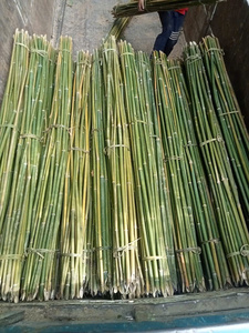 Venta al por mayor precio competitivo de bambú de Vietnam Bao Tram Anh proveedor a granel de productos agrícolas con buena reputación - Product Image 3