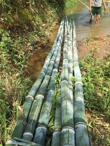 เสาไม้ไผ่ธรรมชาติเสาไม้ไผ่ขนาดใหญ่เสาไม้ไผ่ผลิตในเวียดนาม - Product Image 3