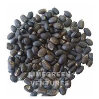 Graines de Jatropha Curcas (Noix de Barbados) pour Biocarburant Purifiant, Marque Double Tongues, Inde Tamil Nadu, Vente en Gros, 12 Mois