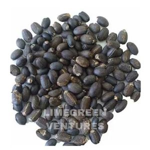 Semillas de Jatropha Curcas (Nuez de Barbados), Semillas de Combustible Biológico, Marca Herbal Double Tongues, India, Venta al por Mayor, 12 Meses - Product Image 4