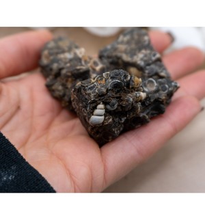 Turtella naturelle de haute qualité. Pierre brute Minéraux de roche brute pour la guérison naturelle Cristal Grossiste de pierres précieuses brutes - Product Image 3