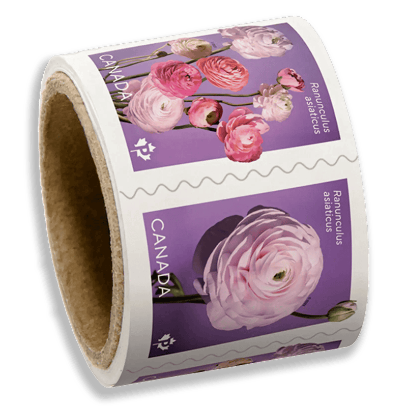 Fiori canadesi 50 pezzi