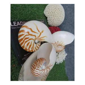 Coque Nautilus fabriquée artisanalement du Vietnam pour la décoration côtière de luxe et les affichages de collection - Product Image 5