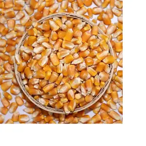 Dried Yellow Maize Corn Price Yellow Corn For Human Consumption