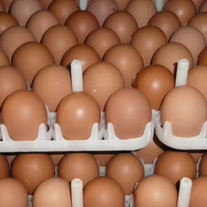 ไข่ไก่สดสีน้ำตาล/ไข่ไก่, ขายในราคาที่ดีที่สุด ไข่ไก่สดสีน้ำตาลจากฟาร์ม - Product Image 1