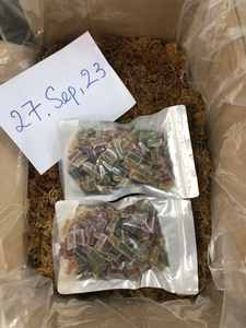 VENDRE EN VRAC EUCHEUMA COTTONII ALGUES/HAUTE QUALITÉ KAPPAPHYCUS ALVAREZII AU VIETNAM Mme Lily + 84 906927736 - Product Image 6