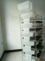 Cages d'élevage de cailles à alimentation automatique