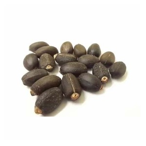 Semences de jatropha adaptées à la replantation et au développement de cultures énergétiques - Product Image 5