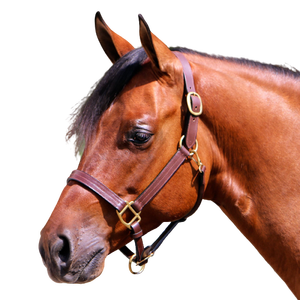 Nouveau licou en cuir véritable pour l'équitation Logo de taille personnalisable Utilisation durable des sports de plein air AL RAHMAN TACKS Modèle de marque - Product Image 3