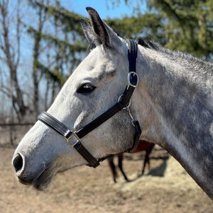 Nouvelle mode cuir équitation licous qualité supérieure cheval licou confortable meilleur haut fabricant - Product Image 1