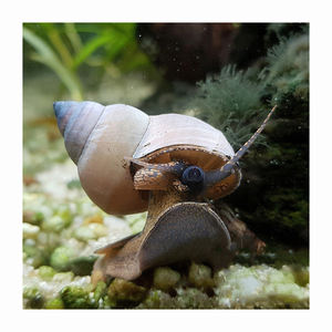 Caracoles africanos congelados envasados a granel, limpios, ricos en proteínas, mariscos para restaurantes y catering - Product Image 4