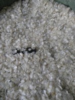 Escamas de Pescado Secas de Alta Pureza de Vietnam, Exportación a Granel para la Producción de Colágeno