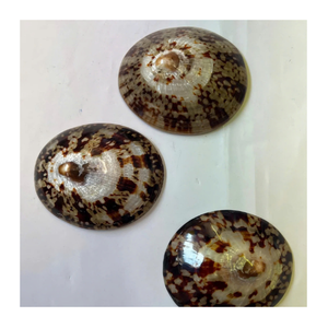 Gran oferta de conchas de Lapa pulidas y brillantes conchas naturales decorativas para joyería artesanal suministro a granel - Product Image 1