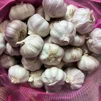 Ail frais blanc et rouge de nouvelle récolte, 5 cm, 25 kg, Chine, durée de conservation de 2 ans, à vendre