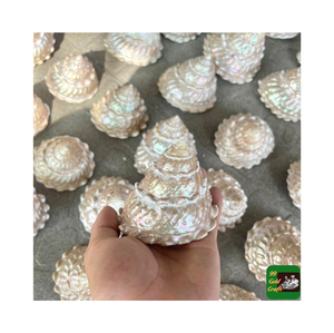 Conchas marinas mixtas de Vietnam, conchas de Jade Turbo, conchas de playa limpias naturales, conchas de mar crudas para decoración del hogar y artesanías de juegos acuáticos - Product Image 2