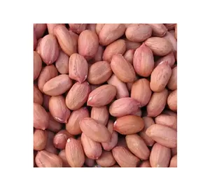 Latest Arrival Genuine Quality Premium Grade Groundnut Seeds/ Raw Peanuts at Best Competitive Price for Bulk