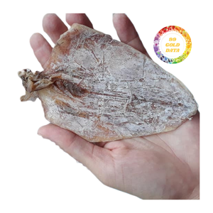 Calmar fraîchement pêché traité et séché dans des conditions contrôlées pour une saveur, une texture et un approvisionnement supérieurs toute l'année - Product Image 1