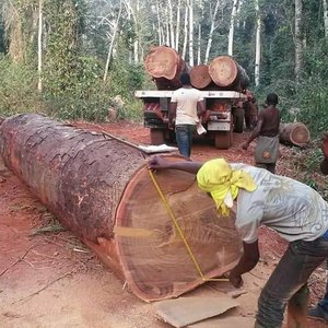 Madera de Azobé, Madera Dura Tropical de Alta Densidad para Construcción Pesada y Uso en Exteriores - Product Image 5