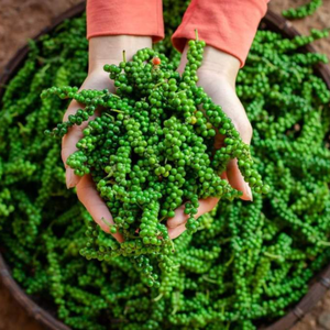 Pimienta verde en escabeche en salmuera de calidad premium de Vietnam - Product Image 3