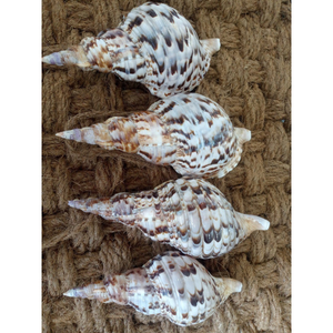 Precio barato de gran tamaño Triton Shell Haitian Triton Gorgeous Large Caribbean Shell para coleccionistas Display Gift Souvenir Shell - Product Image 5