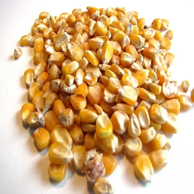 Gelber Mais/Gelber Mais für den menschlichen Verzehr Nicht-GVO Gelber Mais/Gelber Mais für Tierfutter <span class=keywords><strong>Popcorn</strong></span>