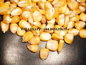 Maïs sucré en conserve de qualité supérieure grains de maïs en conserve légumes de maïs en conserve paquet personnalisé - Product Image 4