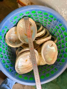 Vietnam coquillage Nail Art brut poli coquille d'ormeau Nature fée matériel Antique Imitation gros bas prix nacre - Product Image 4