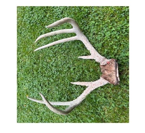 Cheap Deer Antlers / Wholesale Premium Quality Red Deer Antlers - Product Image 6