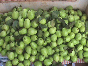 Le bon prix avec une qualité supérieure, goyave rose congelée entière/demi-coupée à un prix compétitif en provenance du Vietnam - Product Image 5