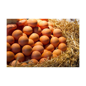 Alta calidad para la venta Huevos de pollo frescos Huevos de pollo de granja Proveedores de huevos de pollo al por mayor - Product Image 4