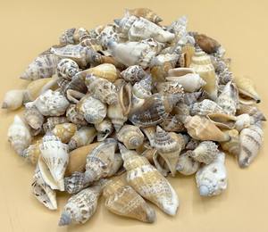 100% CASQUILLAS NATURALES BATILLARIA ZONALIS/GRADO MARINO/SECOS Y LIMPIADOS/EXPORTACIÓN EMBALAJE GRANEL - Product Image 3