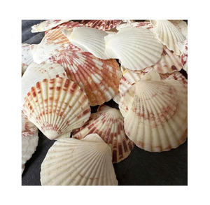 Coquillages naturels de pétoncles pour le paysage d'aquarium, le terrarium et les projets de décoration marine - Product Image 6