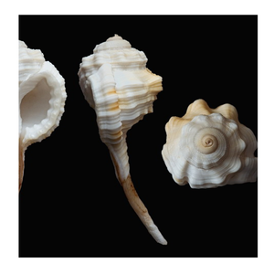 Coquillages décoratifs exquis pour créations artistiques Bricolage et design d'intérieur luxueux - Product Image 4