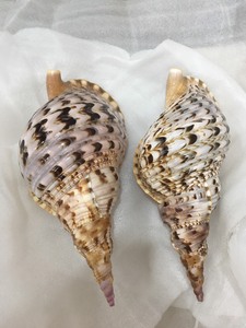 SEASHELL para SOUVENIR Alta calidad 100% Conchas de trompeta de concha marina natural Concha de caracol - Product Image 6