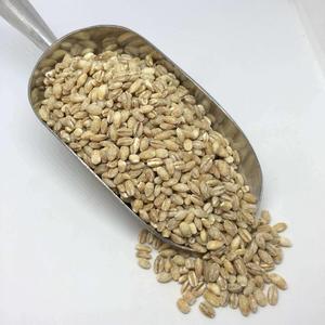 Semillas de cebada premium disponibles ahora en stock Mejor precio Compre granos de cebada de alta calidad para alimentación animal Entrega rápida al por mayor - Product Image 1